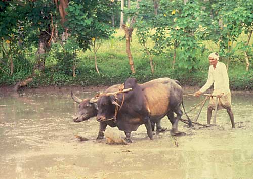 Agricultural & Livestock Uses